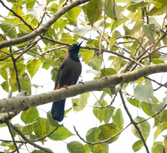 Pterorhinus ruficollis