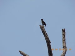 Microhierax fringillarius