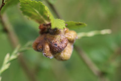 Eriosoma lanuginosum