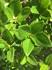 Angiospermae