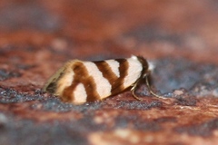 Lepidoscia dicranota