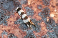 Lepidoscia dicranota