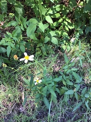 Bidens alba