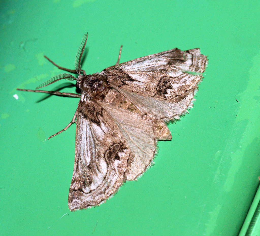 Phaselia algiricaria