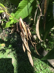 Tecoma stans