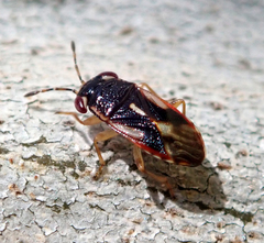 Stylogeocoris