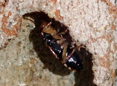 Stylogeocoris