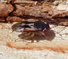 Stylogeocoris