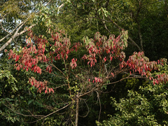 Condamineeae