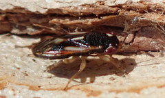Stylogeocoris