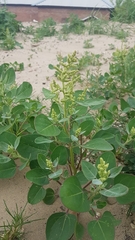 Chenopodium acuminatum