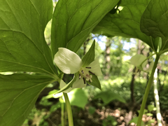 Trillium cernuum