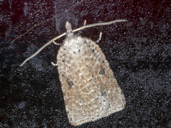 Meritastis polygraphana