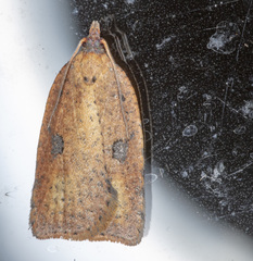 Meritastis polygraphana