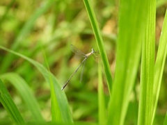 Lestes viridulus