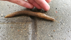 Limax cinereoniger