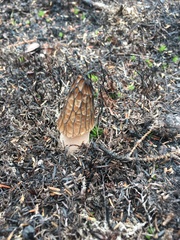 Morchella angusticeps