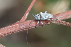 Disterna plumifera