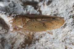 Ponana quadralaba