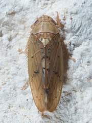 Ponana quadralaba