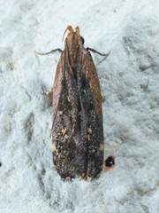 Dichomeris costarufoella