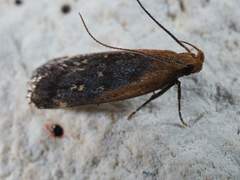 Dichomeris costarufoella