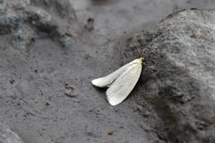 Aphelia