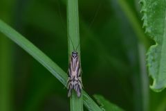 Macrostemum radiatum