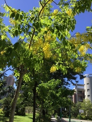 Cassia fistula