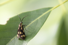 Zeuxippa formosa