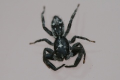 Ocrisiona melancholica