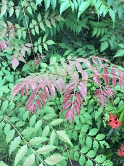 Magnoliopsida