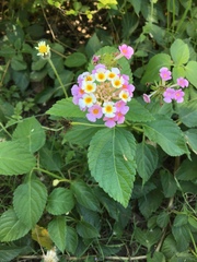 Lantana camara