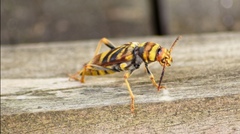 Xylotrechus chinensis