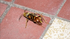 Xylotrechus chinensis