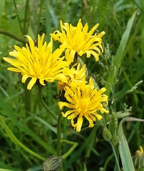 Crepis biennis