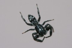 Ocrisiona melancholica