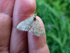 Paratalanta pandalis