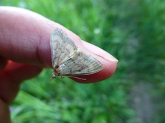 Paratalanta pandalis