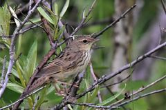 Locustella lanceolata