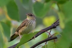 Locustella lanceolata