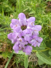 Prunella grandiflora