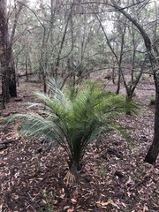Macrozamia communis