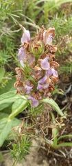 Prunella grandiflora