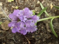 Prunella grandiflora