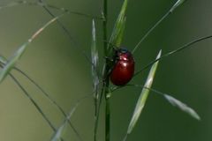 Chrysolina polita