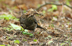 Turdus merula