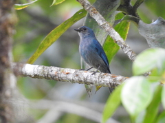 Cyornis unicolor