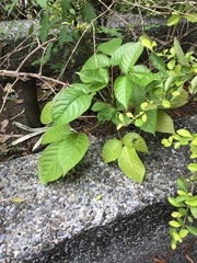 Magnoliopsida