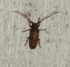 Eupogonius pauper